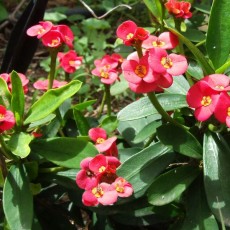 Euphorbia keysii Viveros Las Palmas
