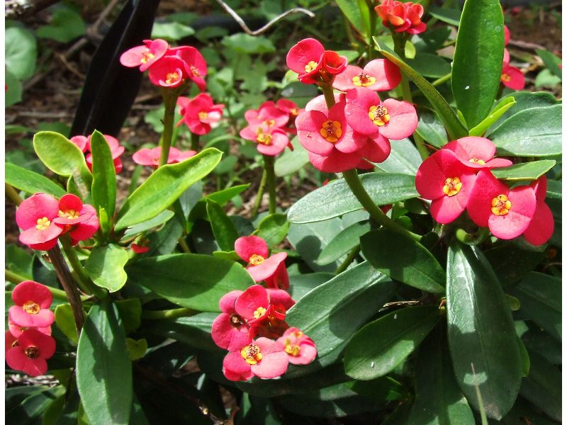 Euphorbia keysii Viveros Las Palmas