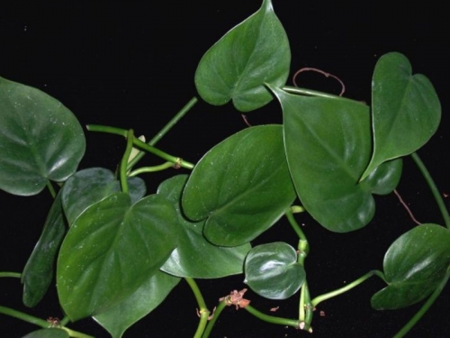 FILODENDRO SCANDENS_thumb