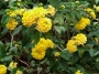 _Lantana__Bander_4d42e45336e48